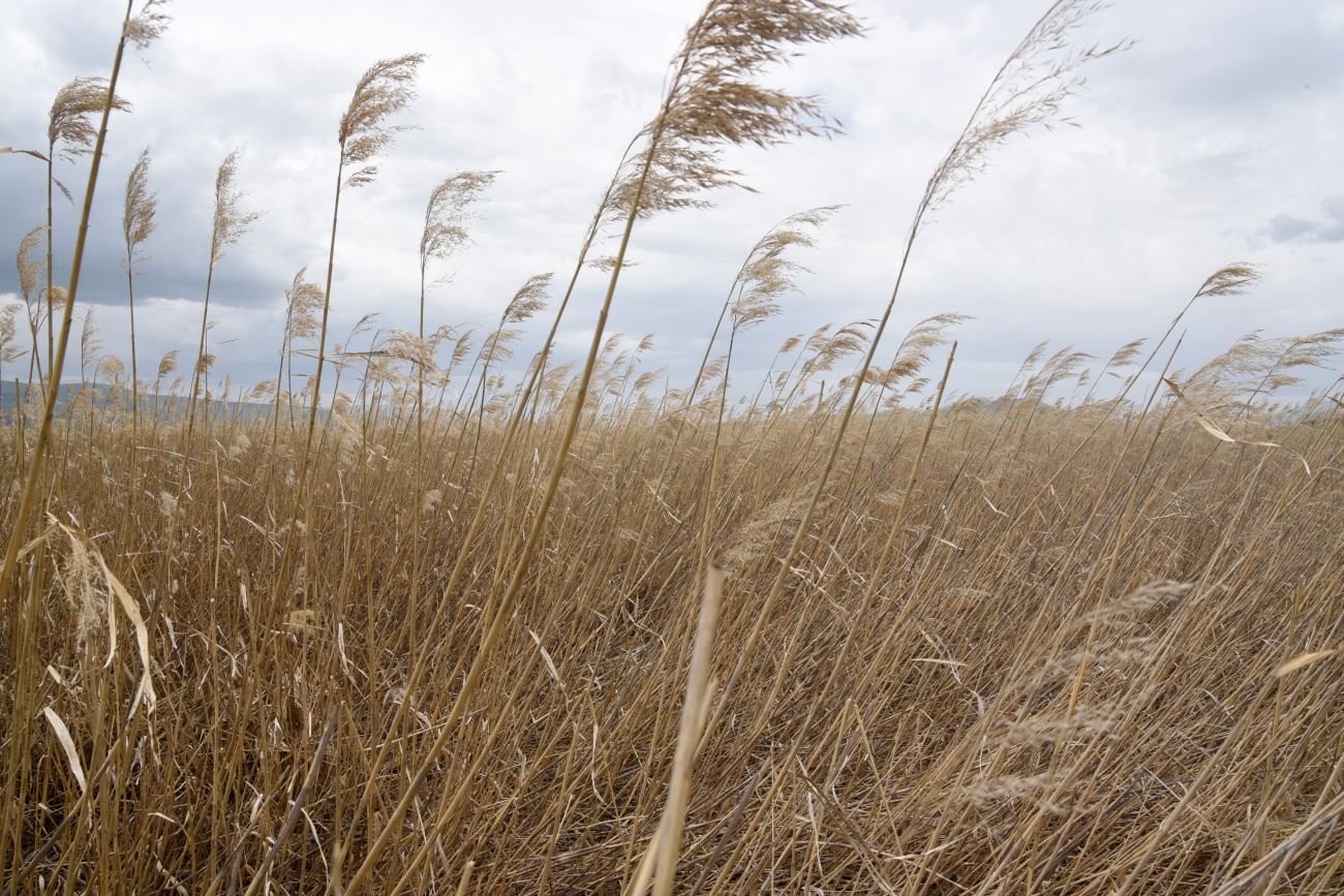 Изображение особи Phragmites australis.