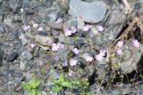genus Veronica
