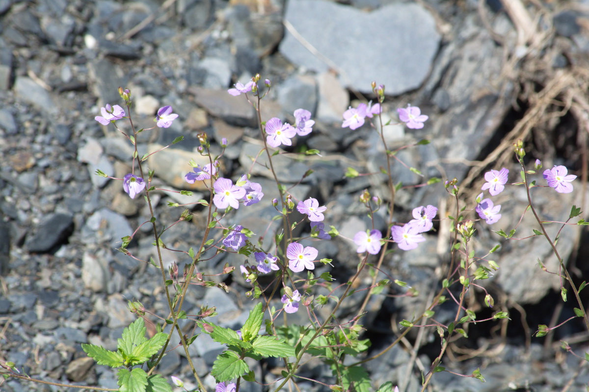 Image of genus Veronica specimen.