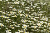 Leucanthemum vulgare