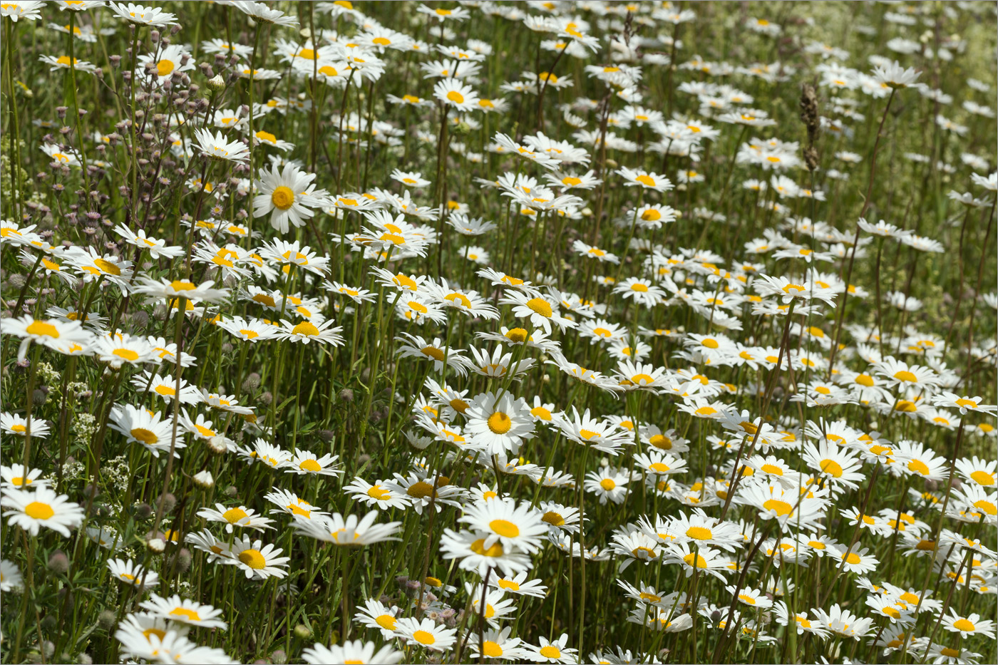 Image of Leucanthemum ircutianum specimen.