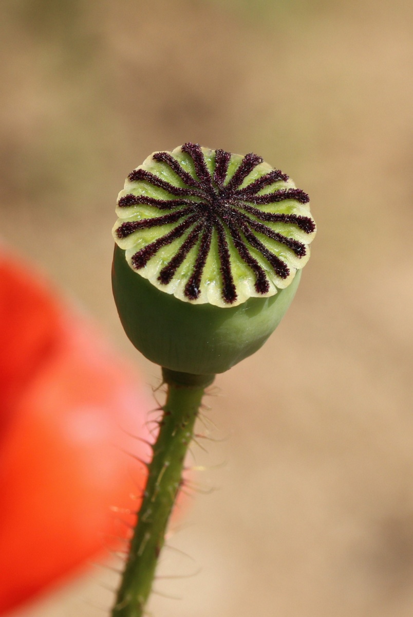 Изображение особи Papaver rhoeas.