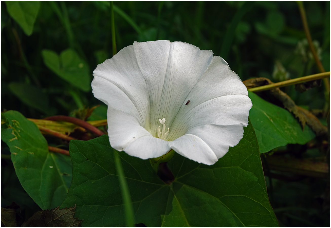 Image of Calystegia sepium specimen.