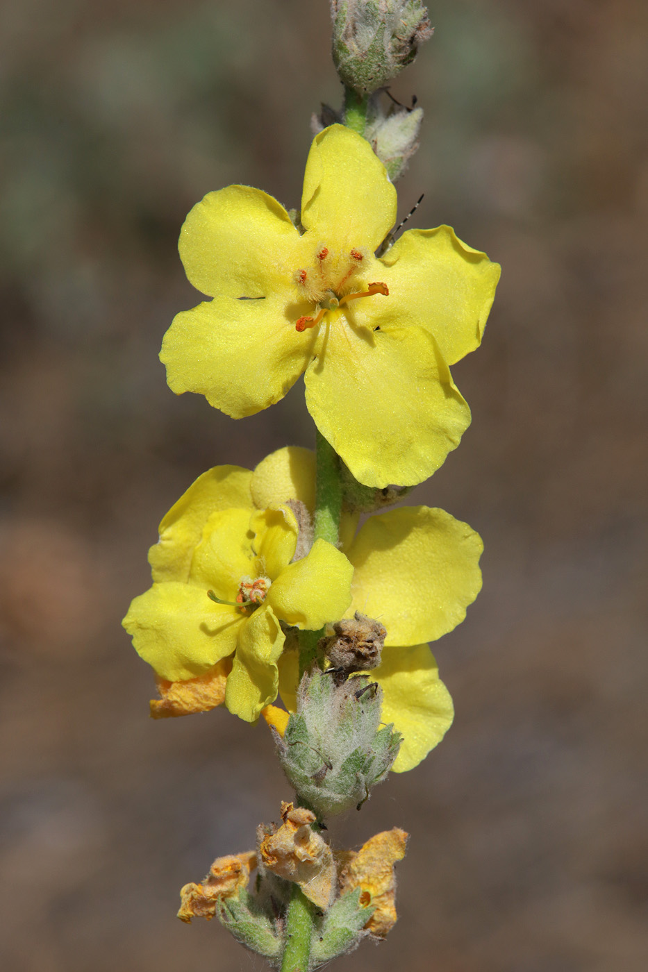 Image of genus Verbascum specimen.
