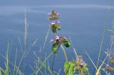 Clinopodium chinense
