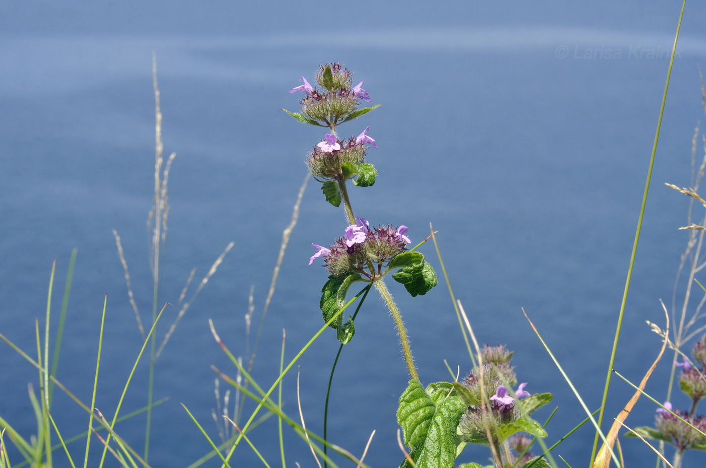Image of Clinopodium chinense specimen.