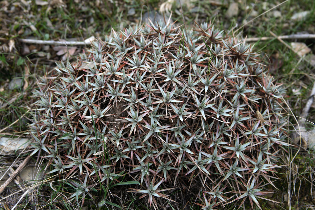 Image of Acantholimon tataricum specimen.