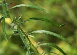 Artemisia stenophylla