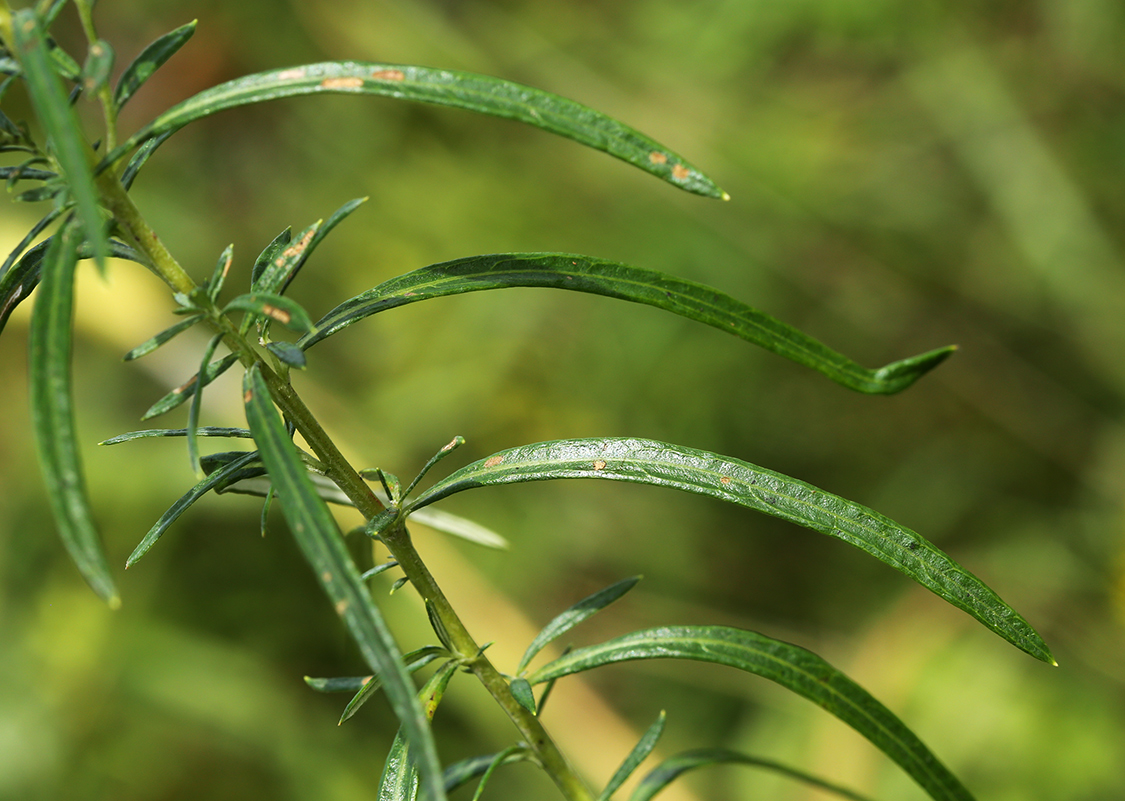 Image of Artemisia stenophylla specimen.