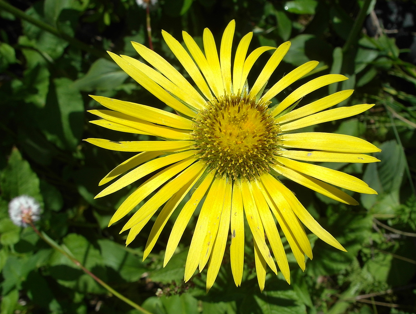 Image of Doronicum turkestanicum specimen.