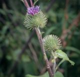 Arctium nemorosum. Соцветие. Татарстан, Агрызский р-н, с. Красный Бор, разнотравный луг. 05.08.2025.