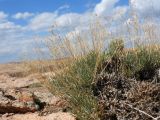 Gypsophila rupestris. Часть вегетирующего растения, завершившего плодоношение. Казахстан, Карагандинская обл., Актогайский р-н, 61 км ССЗ г. Балхаш; Центральноказахстанский мелкосопочник, гранитный сопочный массив (батолит) Бектауата, пологонаклонный цоколь батолита, панцирь из плоских гранитных плит с участками дресвы между ними и по трещинам; группировка пустынно-степных петрофитов в трещинах гранитной плиты. 08.09.2025.