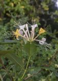 Lonicera periclymenum