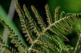 Athyrium filix-femina