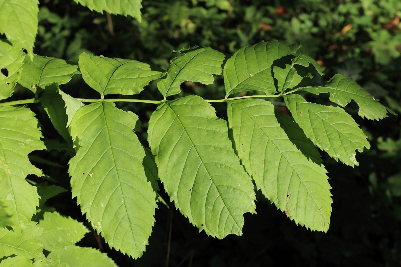 Изображение особи Fraxinus excelsior.