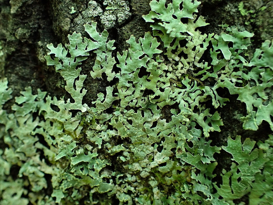 Изображение особи отдел Ascomycota.