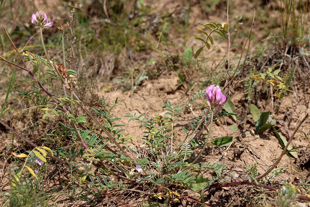 Изображение особи Hedysarum gmelinii.