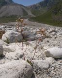 genus Saxifraga. Цветущее растение. Кабардино-Балкария, Черекский р-н, дол. р. Псыгансу, ≈ 2400 м н.у.м., донная морена. 29.07.2025.