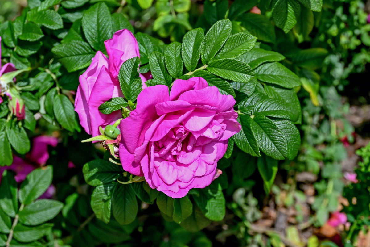 Image of Rosa rugosa specimen.