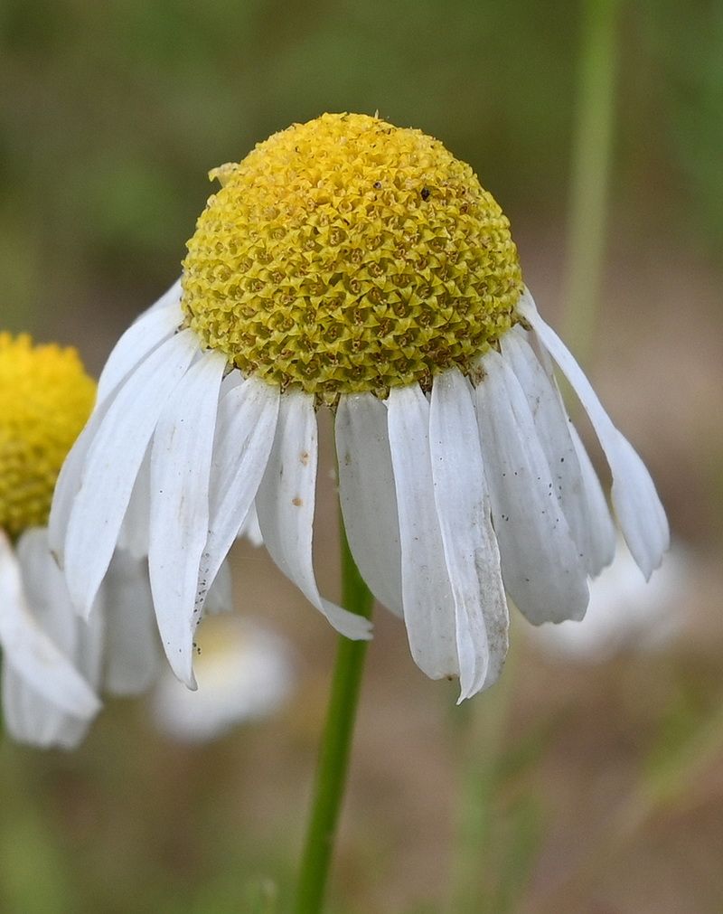 Image of Matricaria recutita specimen.
