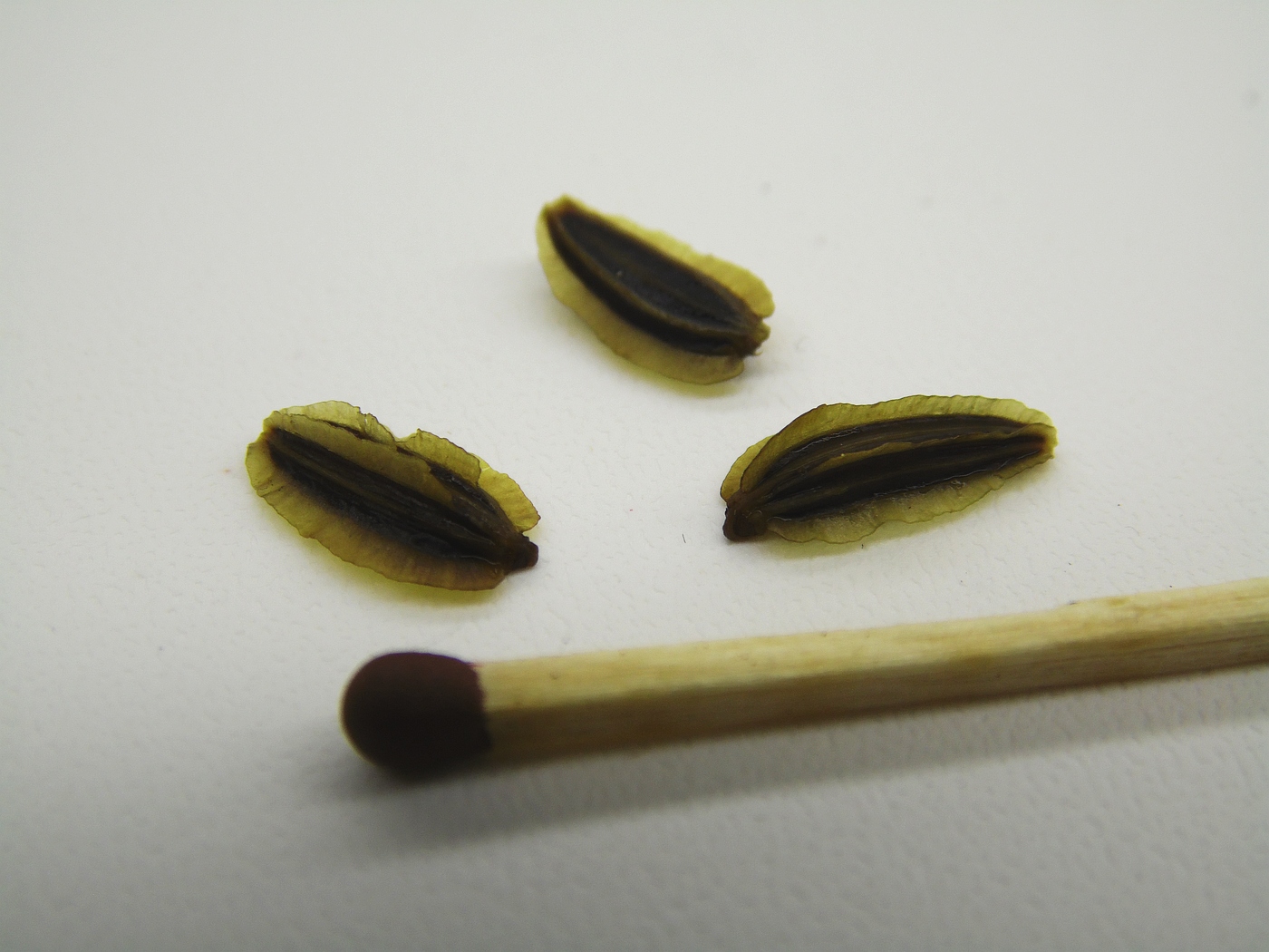 Image of Laserpitium siler specimen.