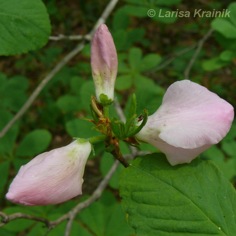 Image of Rhododendron schlippenbachii specimen.