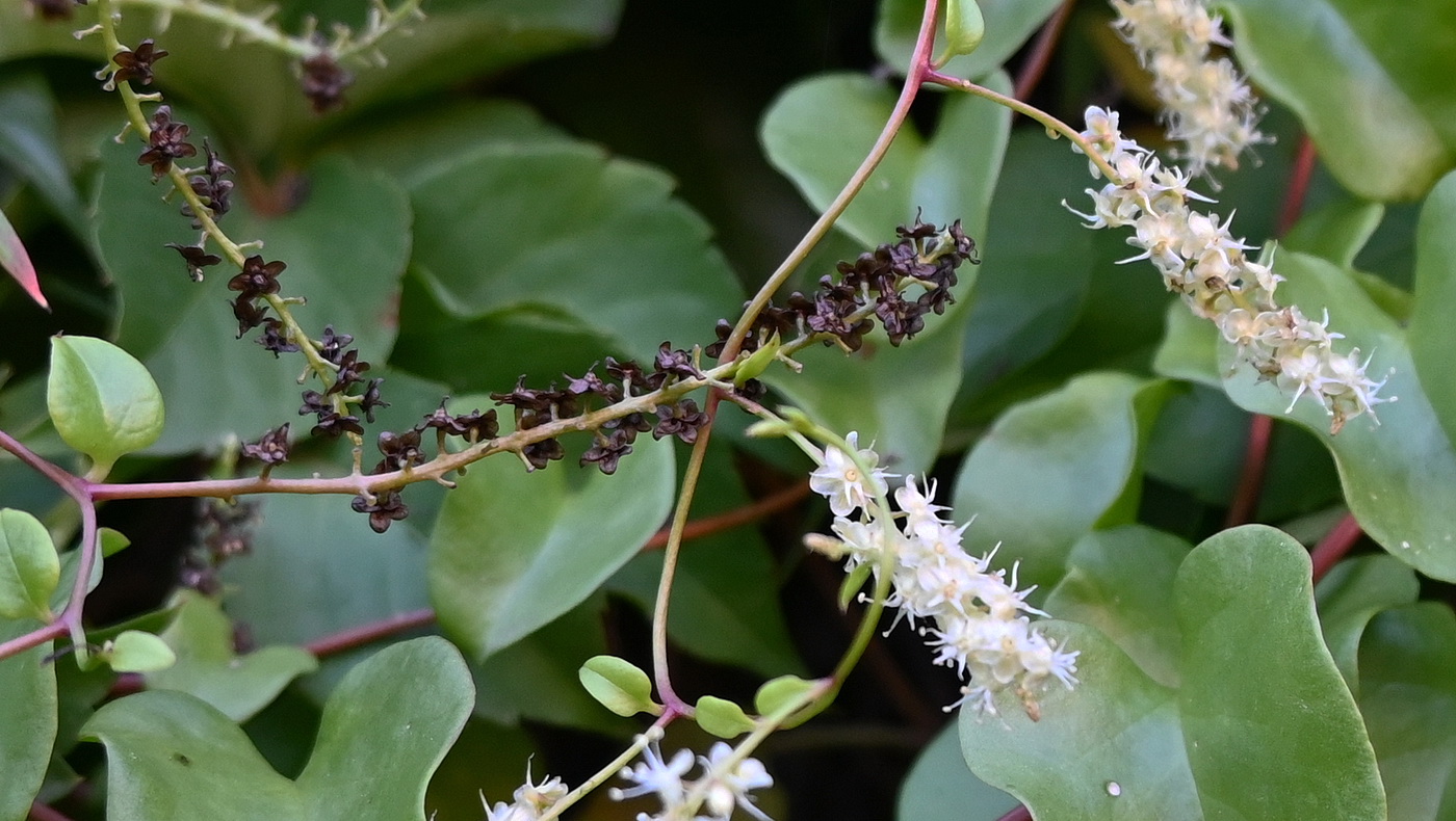 Изображение особи Неопознанный вид.