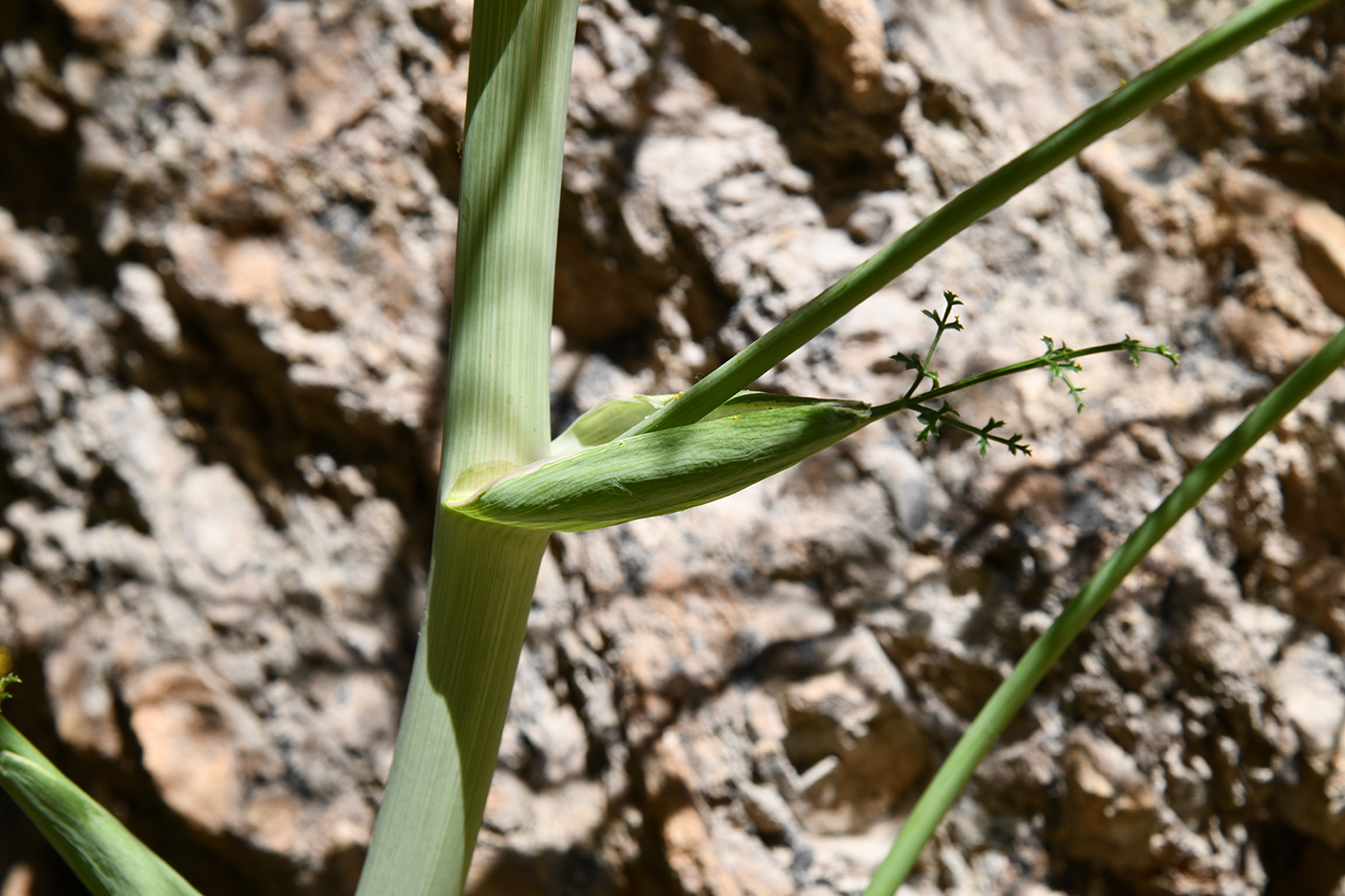 Image of Ferula samarkandica specimen.