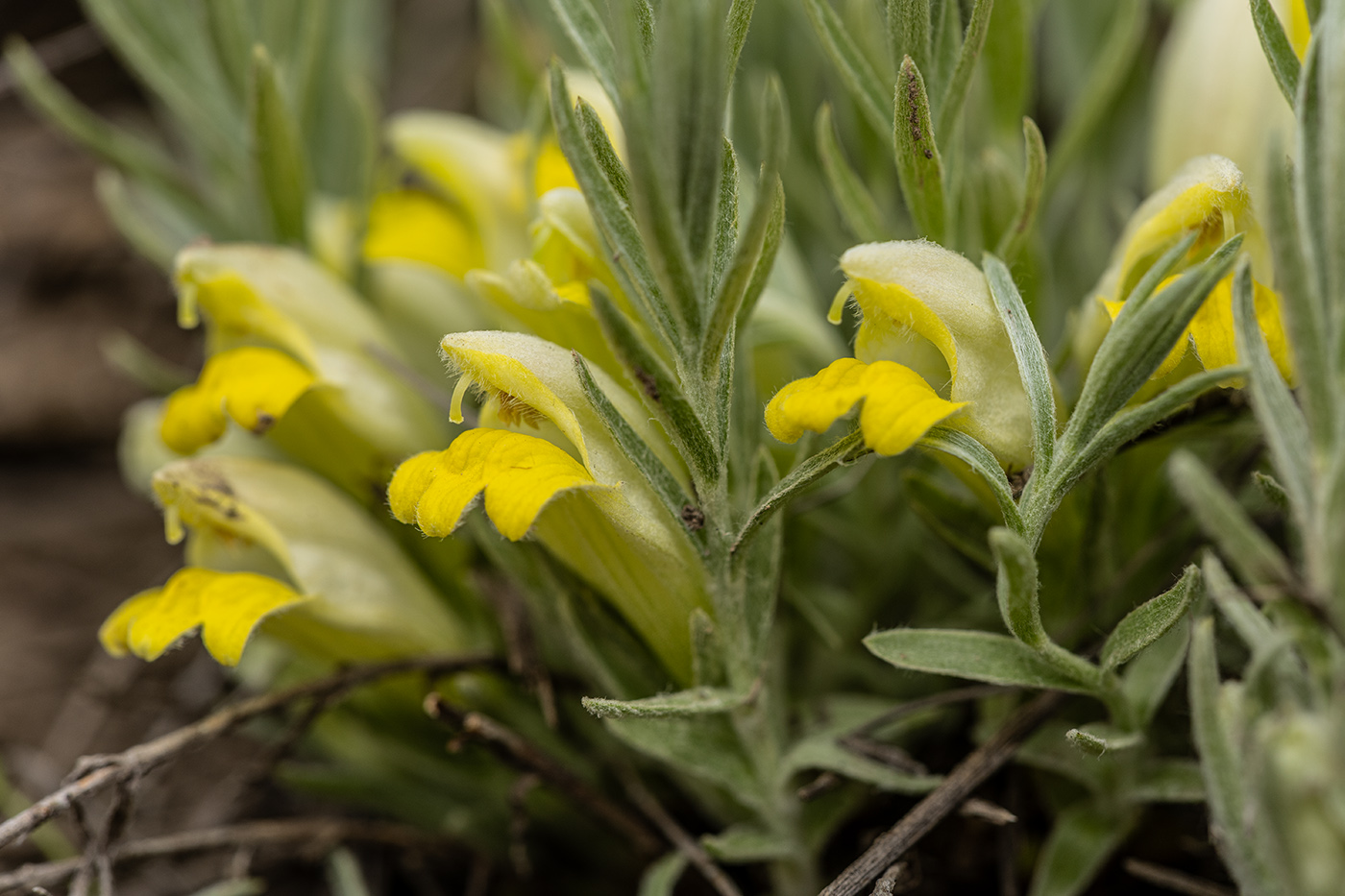 Изображение особи Cymbochasma borysthenica.