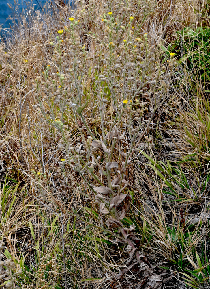Image of genus Andryala specimen.