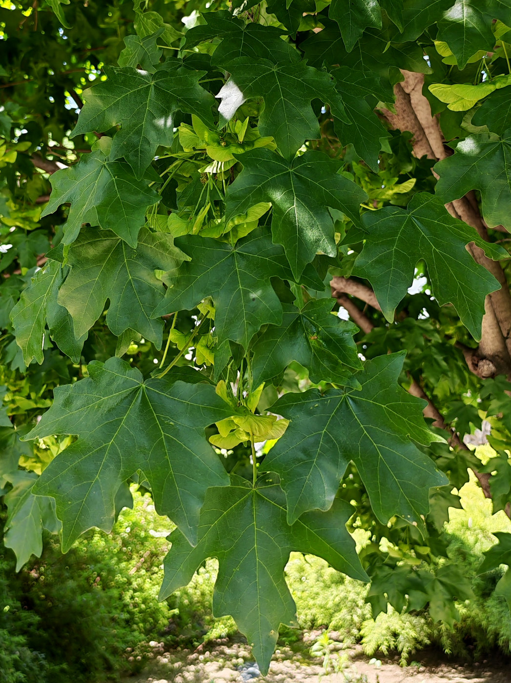 Image of Acer campestre specimen.