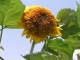 Helianthus annuus
