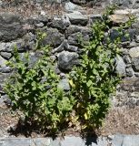 Sideritis perfoliata