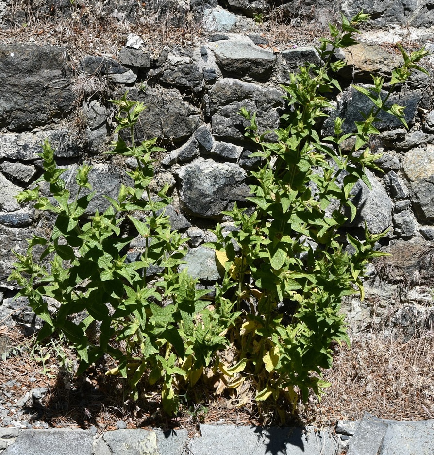 Image of Sideritis perfoliata specimen.