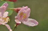 Lonicera tatarica. Цветок. г. Симферополь, окр. мкр-на Пневматика, обочина лесной дороги в посадках Pinus pallasiana. 21.05.2026.