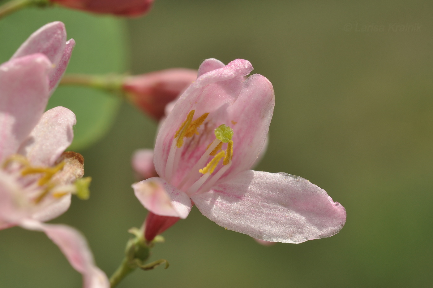 Изображение особи Lonicera tatarica.