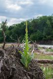 Verbascum thapsus