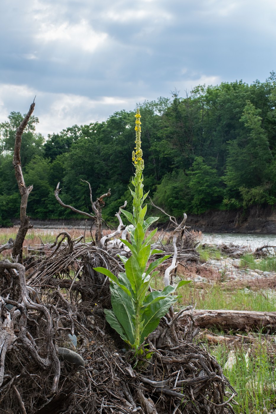 Изображение особи Verbascum thapsus.