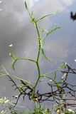 Rorippa amphibia. Зацветающее растение. Псков, парк \"Куопио\", укреплённое сеткой мелководье р. Псковы. 09.06.2025.