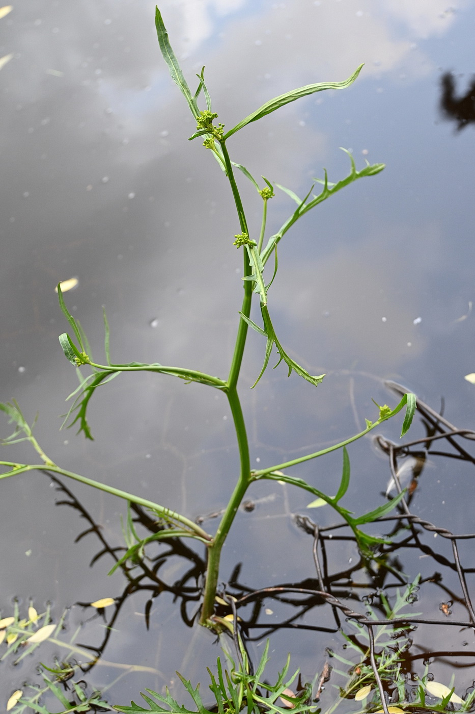 Image of Rorippa amphibia specimen.