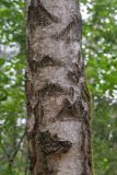 Betula pendula. Часть ствола. Беларусь, Брестская обл., Каменецкий р-н, окр. дер. Бобинка, смешанный сосново-лиственный лес. 02.07.2026.