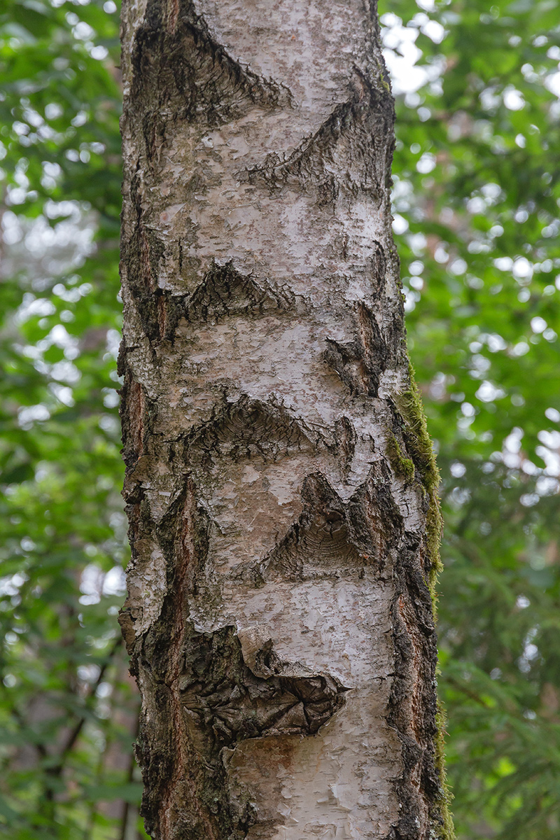 Изображение особи Betula pendula.