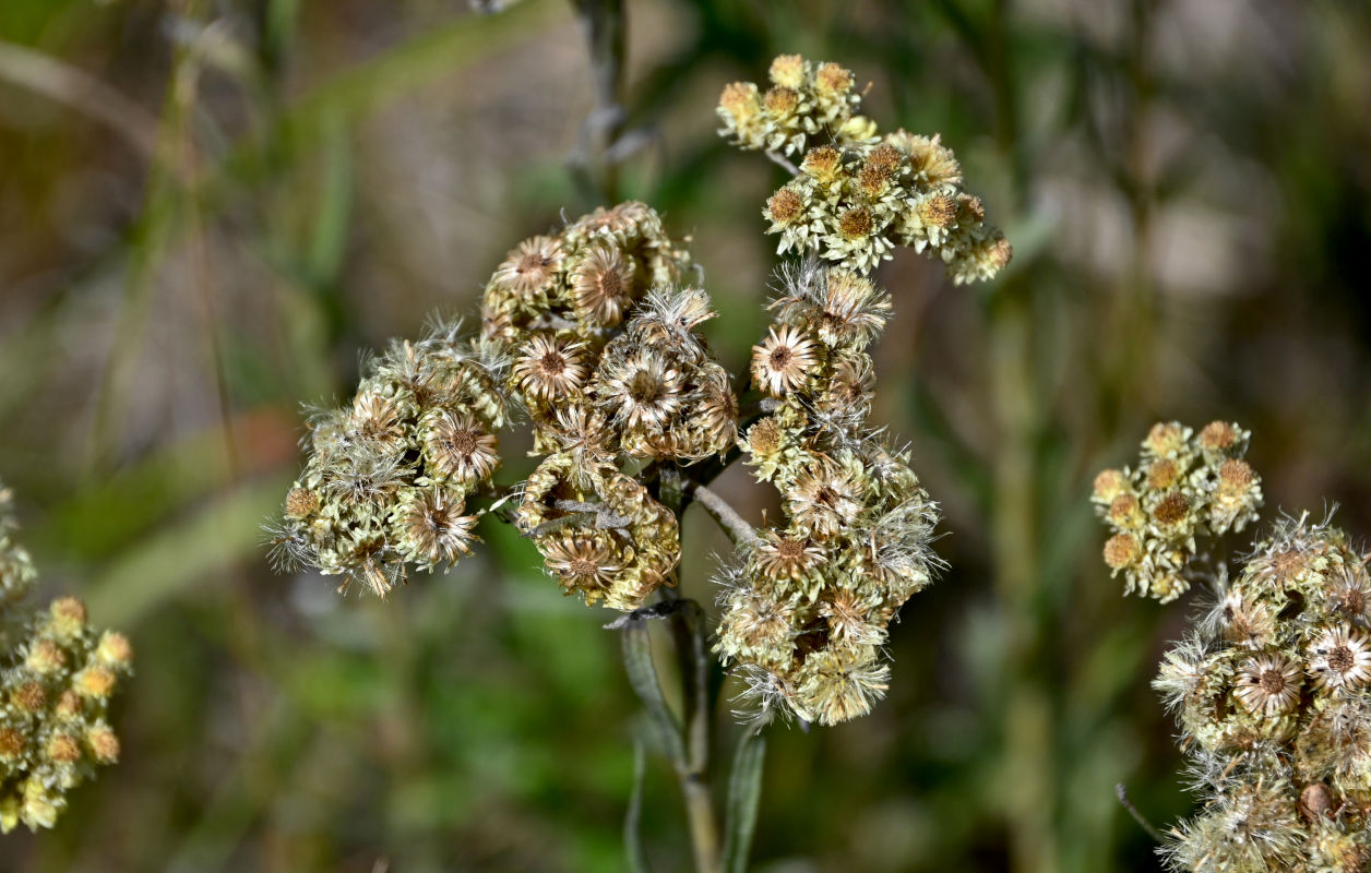 Изображение особи Helichrysum arenarium.