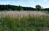 Calamagrostis epigeios. Плодоносящие растения. Тульская обл., Заокский р-н, окр. дер. Дворяниново, залежь. 07.09.2025.