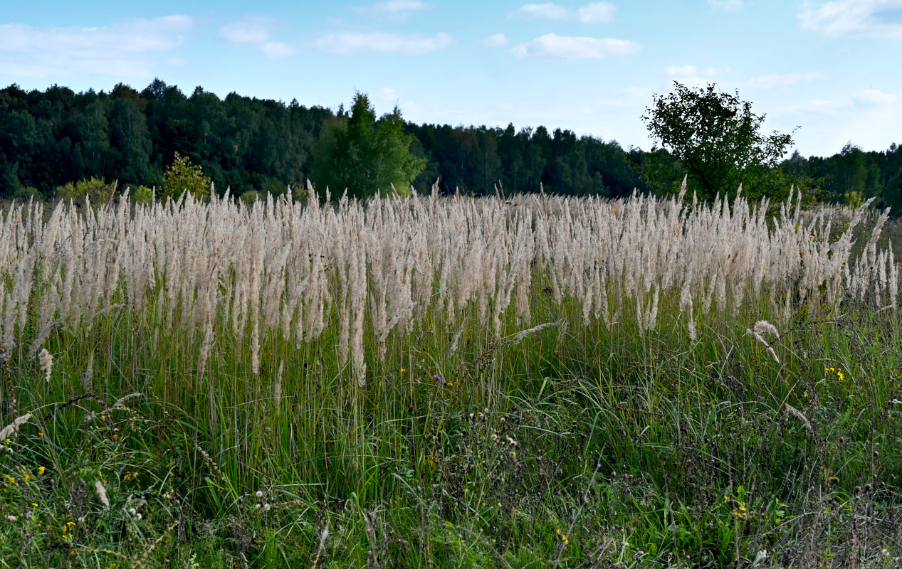 Image of Calamagrostis epigeios specimen.