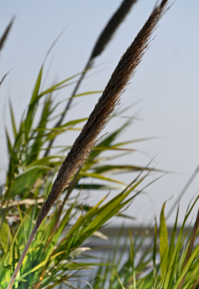 Изображение особи Arundo donax.