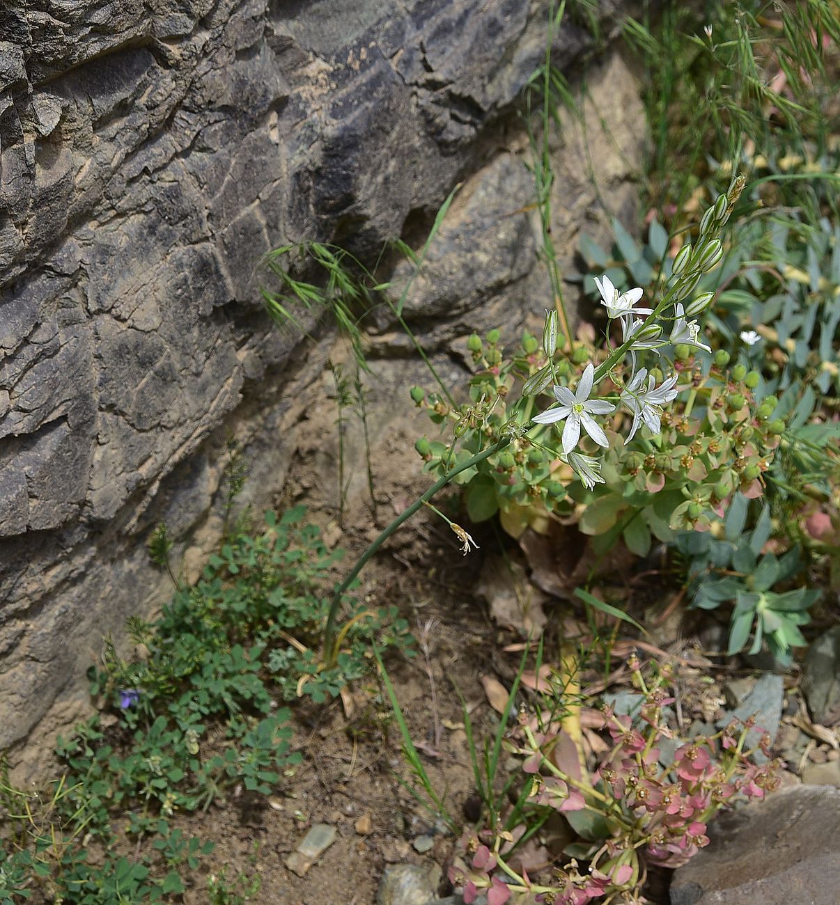Image of genus Ornithogalum specimen.