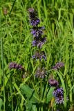 Salvia verticillata. Верхушка цветущего растения. Турция, ил Артвин, окр. храма Отхта, луг. 13 июня 2026 г.