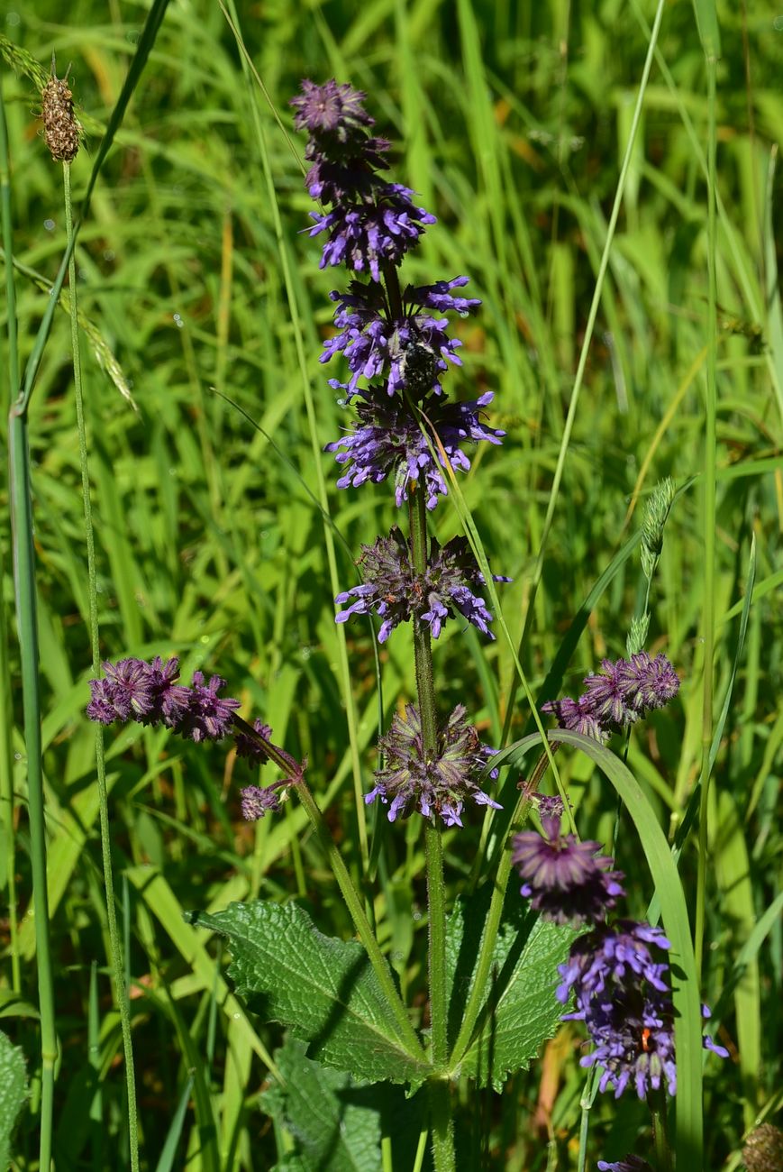 Изображение особи Salvia verticillata.
