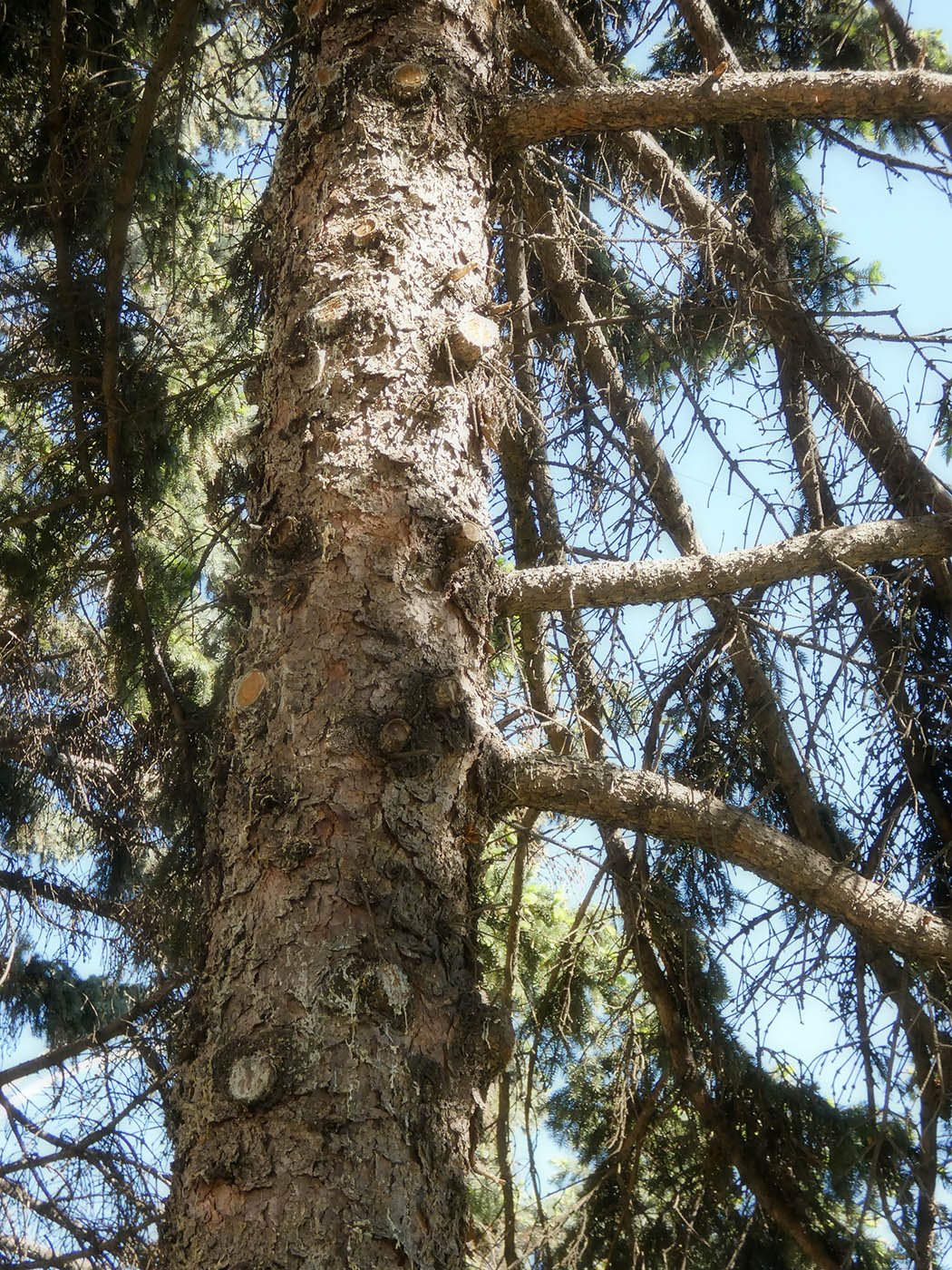 Image of Unknown species specimen.